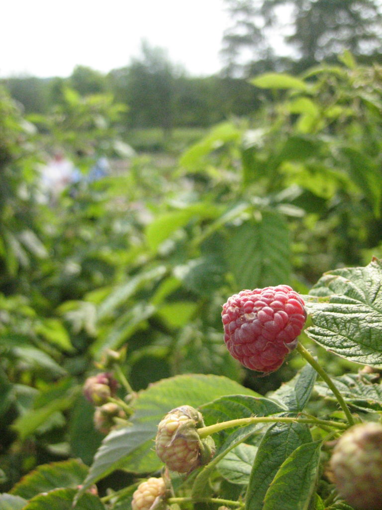 view of the farm 2